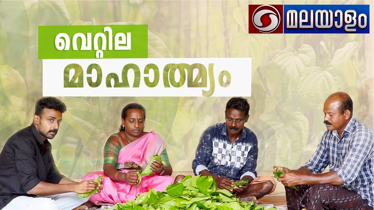 Vettila mahathmyam-വെറ്റില കൃഷിയുടെ നടീൽ രീതികൾ, പരിപാലനം,വിപണനം തുടങ്ങി അറിയേണ്ടതെല്ലാം