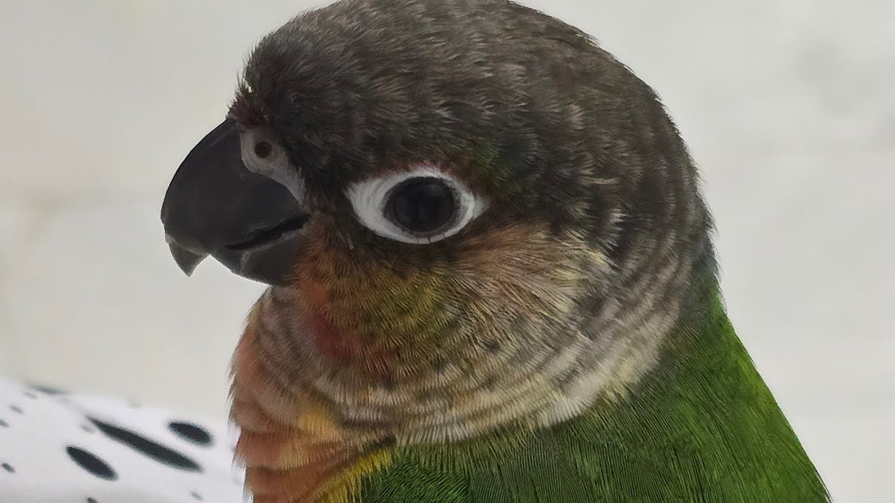 Ask Me Anything || Spiky 🦜♥️ Is On Live  