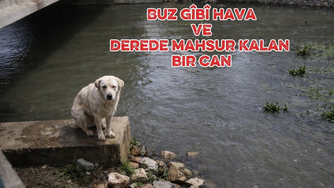 SOKAK CANLARINA YAPILAN İYİLİK İYİDİR.               #sokakhayvanları#animals#sokakkedileri
