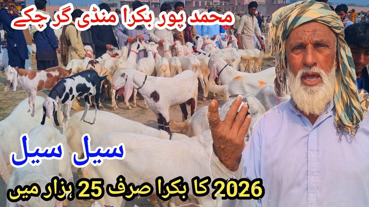 16 February 2026بکرا منڈی محمد پور منڈی گر چکی علی گوٹ فارم کال نمبر 03127009575
