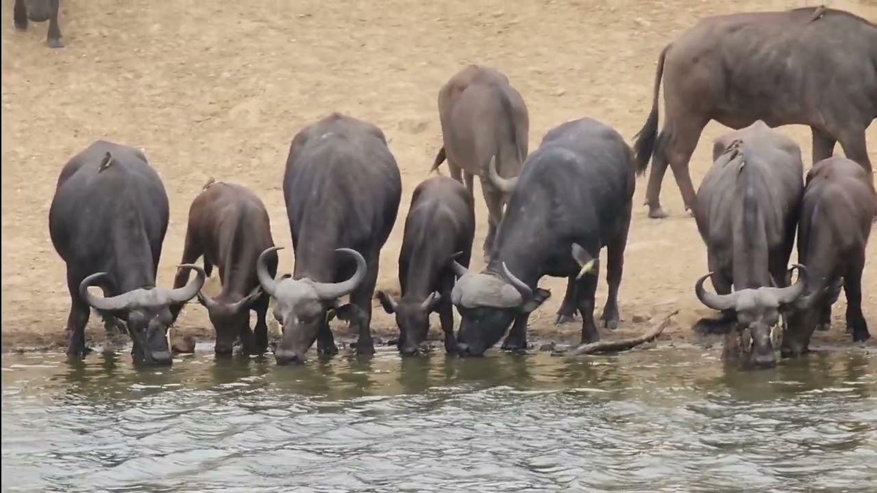 Red-billed Oxpeckers Groom Buffalo Herd in Slow Motion. #wildlife #nature #safari #krugerpark