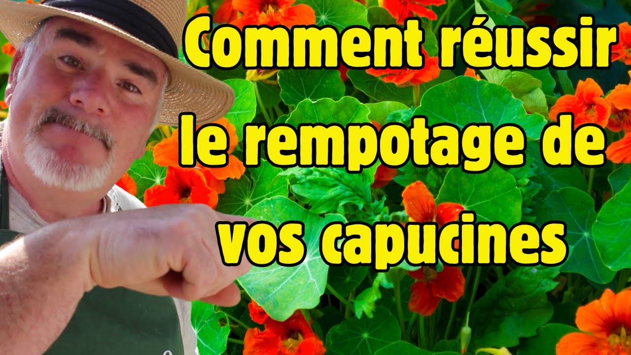 Rempotage des capucines : astuces de pro pour des plantes florissantes