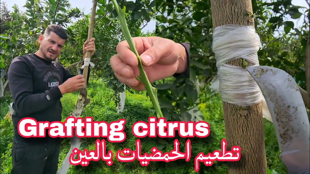 طريقة تطعيم أو تلقيم الحمضيات بالعين ( البراعم ) بسهولة تامة Citrus grafting by eye