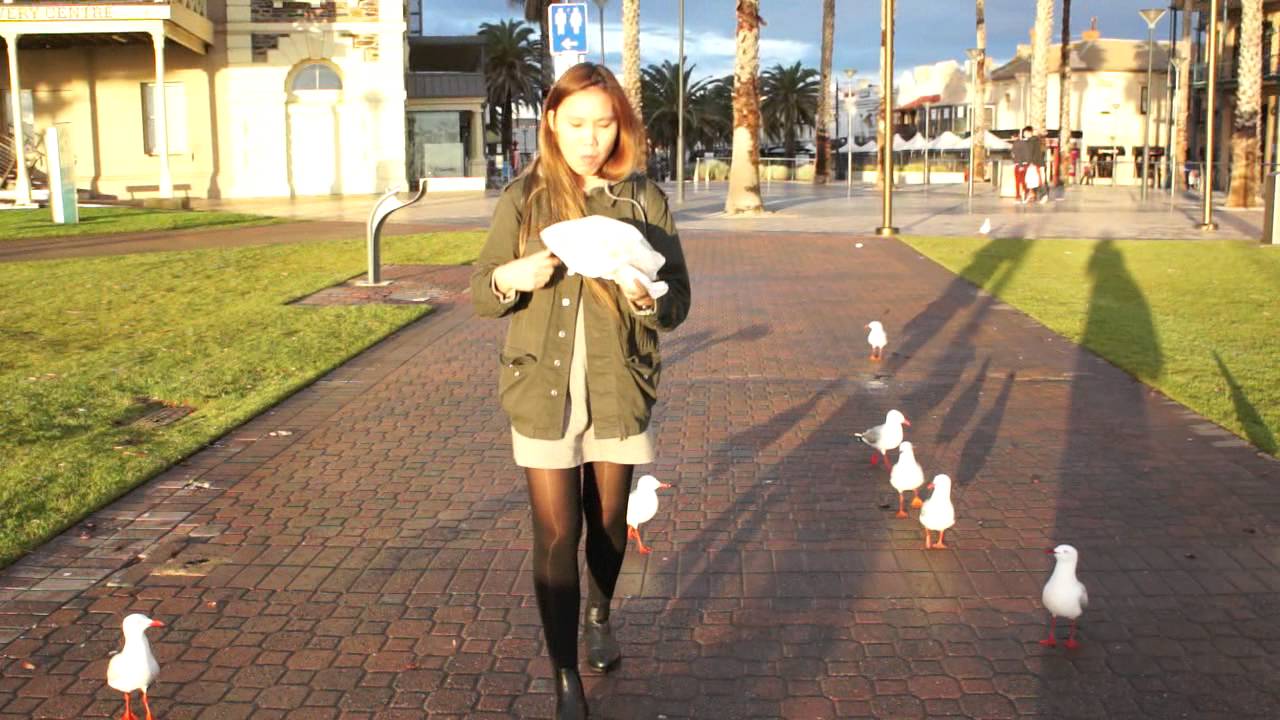 annoying seagulls