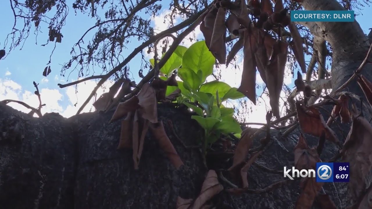 Lahaina banyan sprouting green, ulu restoration sought