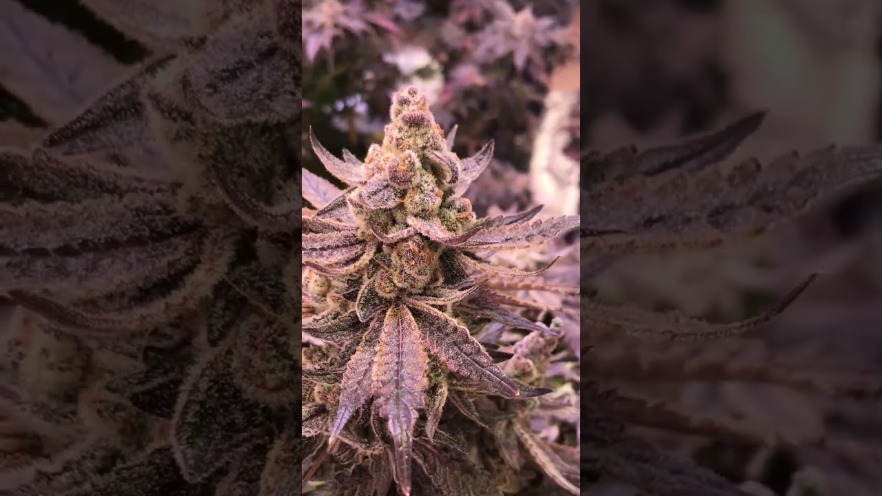 @monarchgarden_420 - Beautiful flowers - Nice trichomes