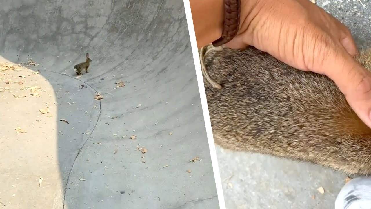 Le skateur veut libérer un animal terrorisé. Lorsqu'il tend la main, ça devient touchant