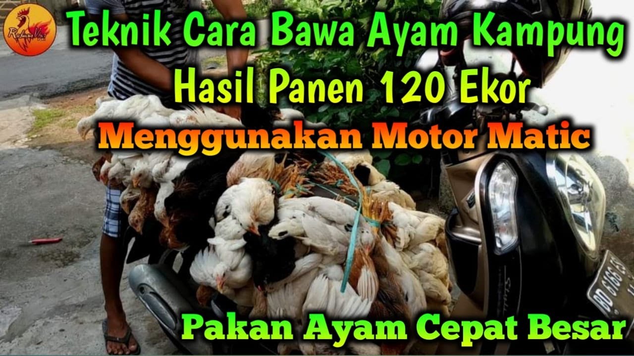 Pakan Ayam Joper Cepat Besar + Cara Angkut Ayam Panenan 120 Ekor di Motor Matic