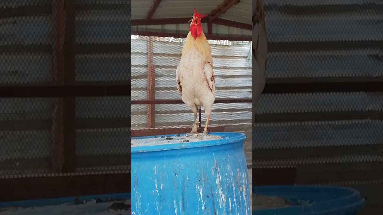 صياح الديك البلدي🐔