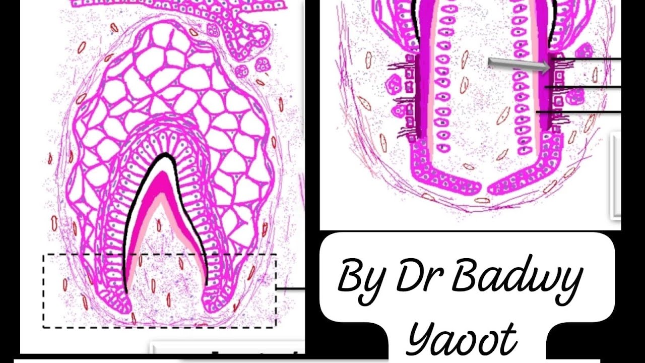 Root Formation Part 2