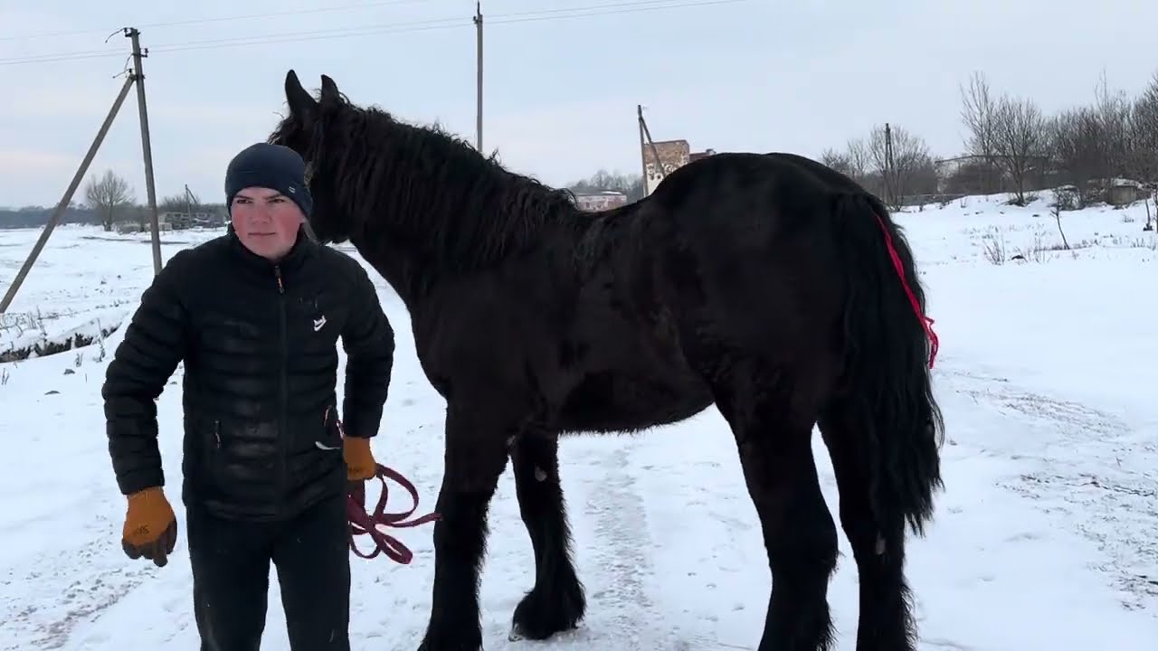 Лошиця на Продажу