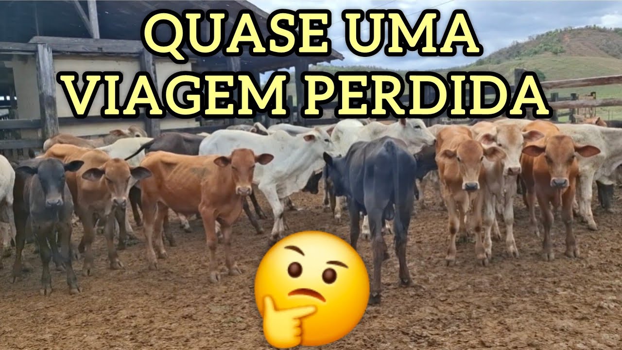 BEZERROS PRA CARRETA!