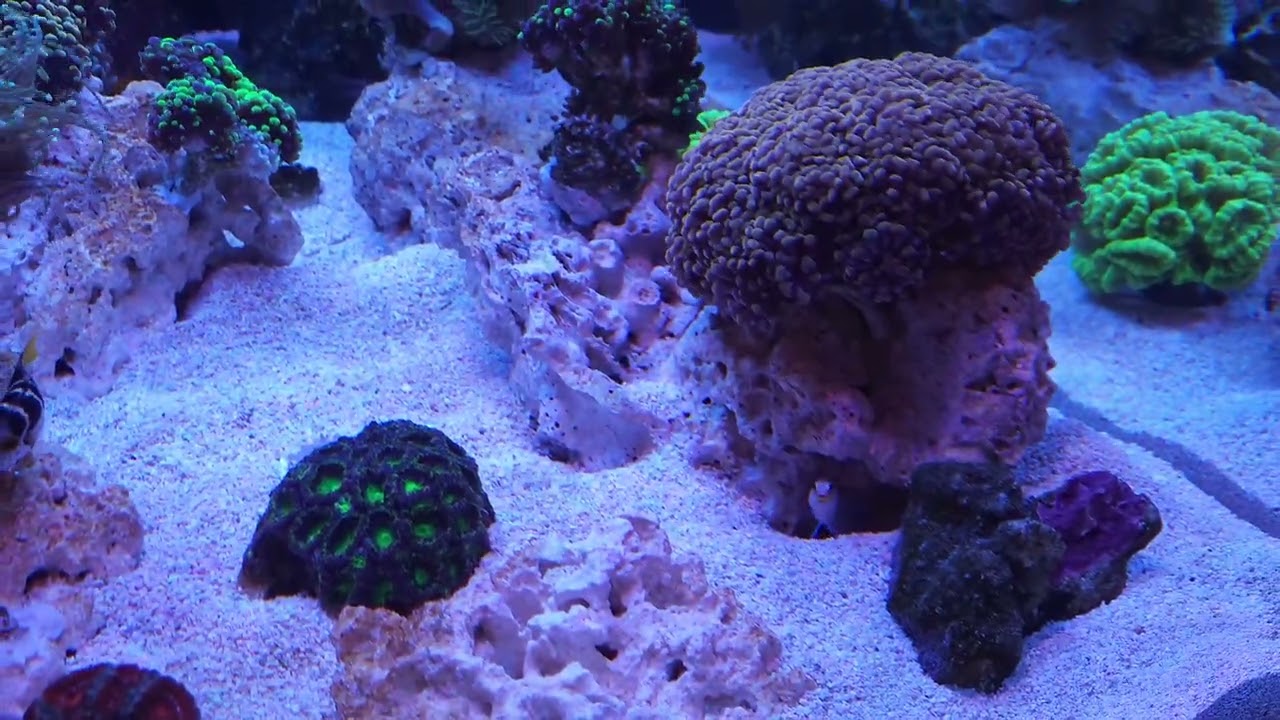 Custom Waterbox Lagoon Moving Update 2/25/26