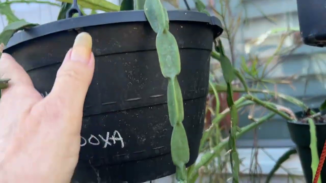 My Plant Didn’t Survive