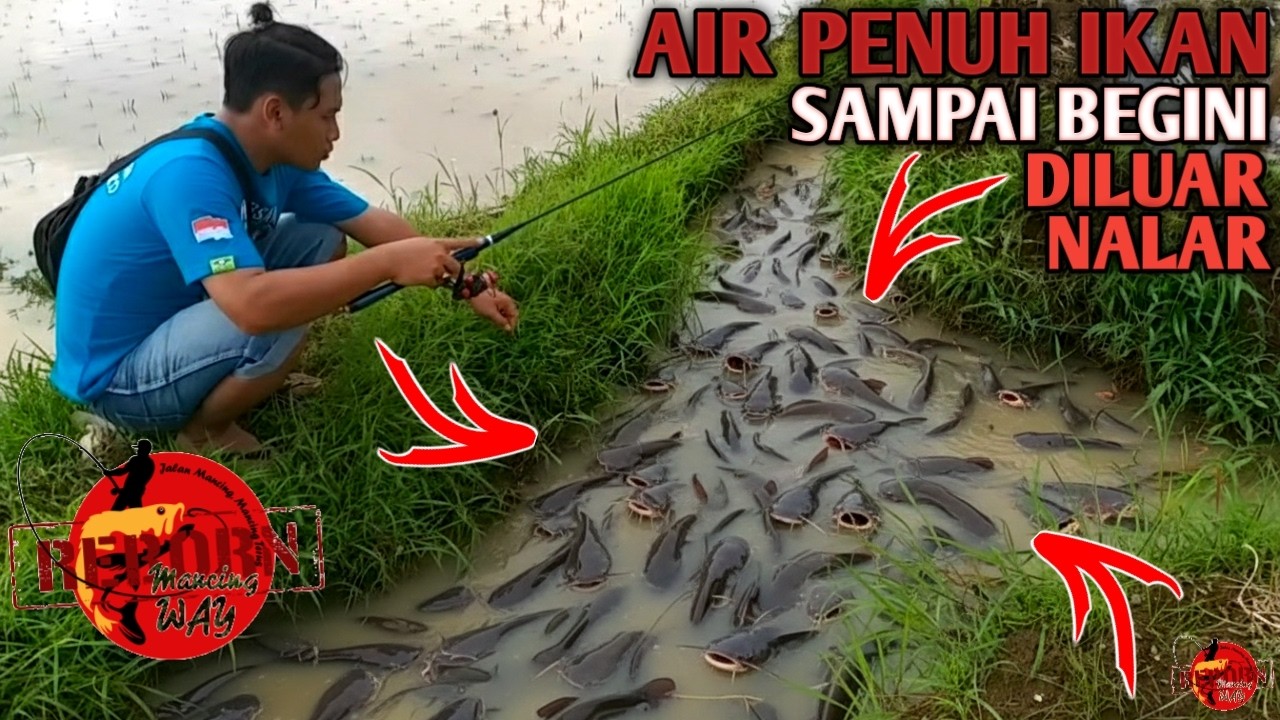 BANJIR IKAN PARAH...!!! Panen Ikan Di Selokan Sawah Keruh Dangkal Saat Banjir Lihat Ini