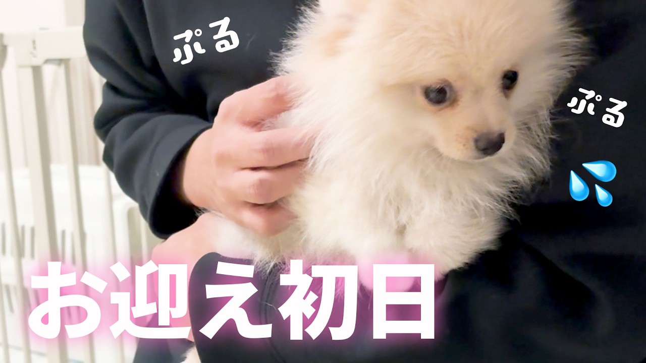 お迎え初日に脱走するポメラニアン