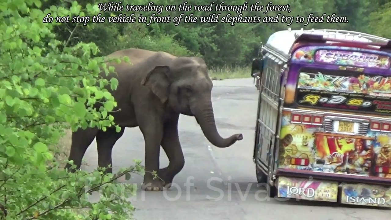 Thrilling journey - He never hurts people and only seeks food. #elephant #wildlife #wildelephant