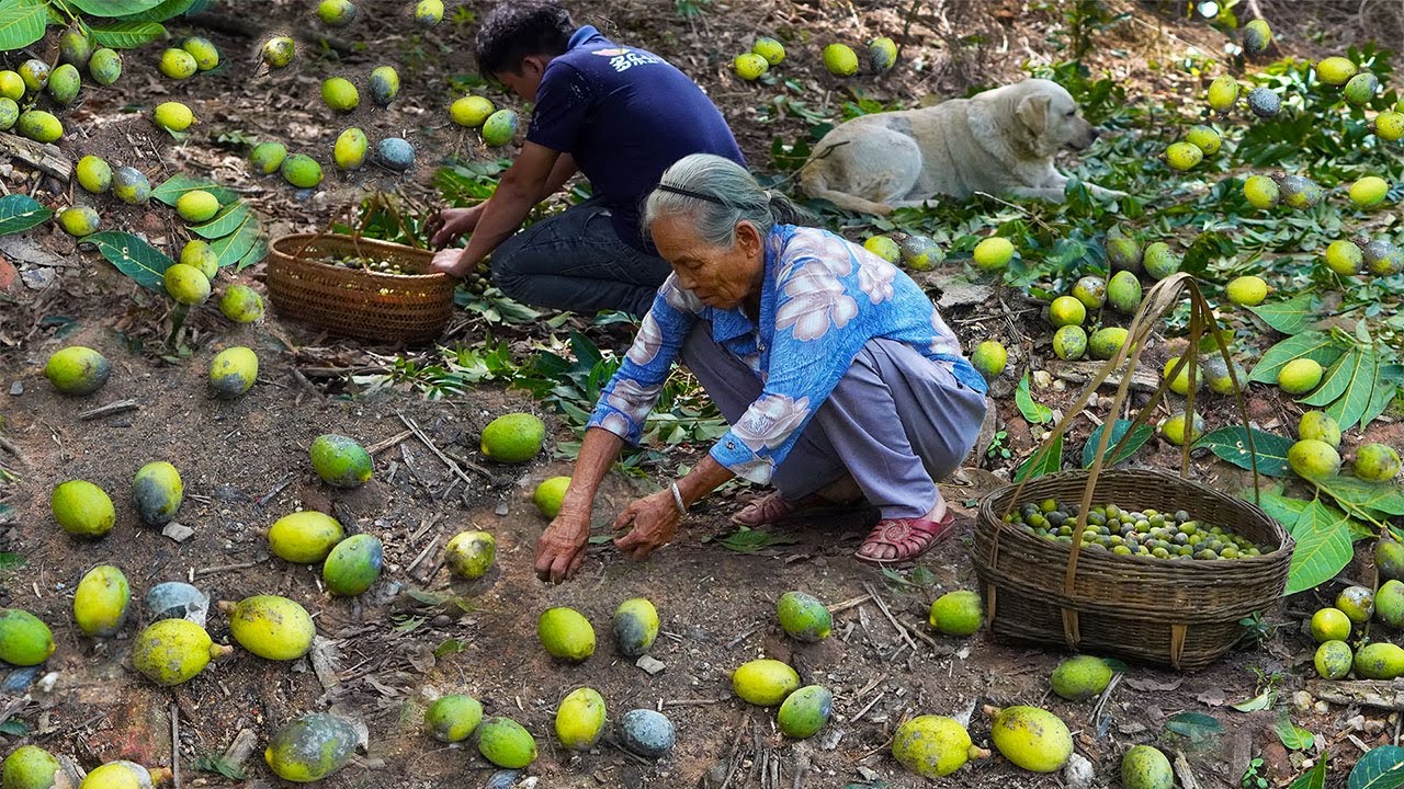 50-летние оливки, распроданные за 2 часа | guangxi grandma