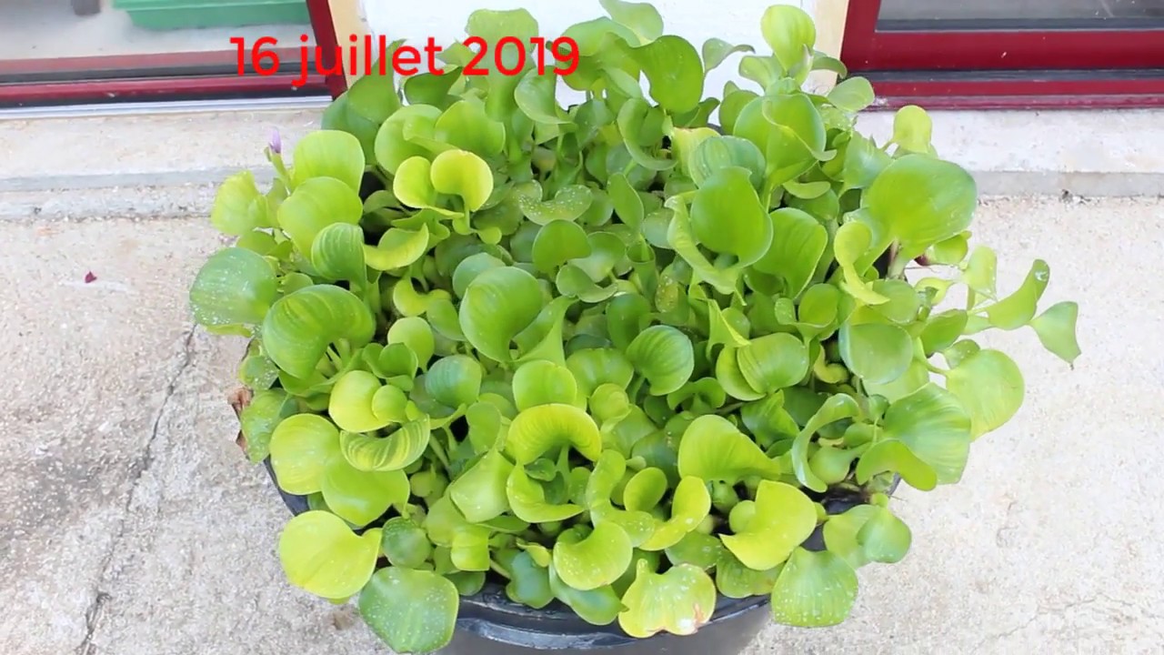 Comment faire fleurir une jacinthe d'eau