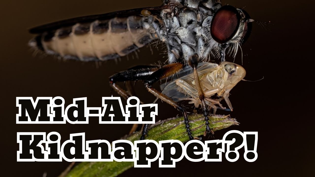 Why Can the Robber Fly Kidnap Other Insects Mid-Air?