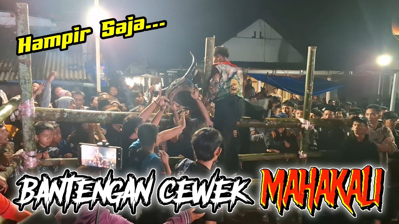 Terbaru.. KALAPAN BANTENG MAHAKALI || Spek cewek kalap bringas || Obrak Abrik brutal