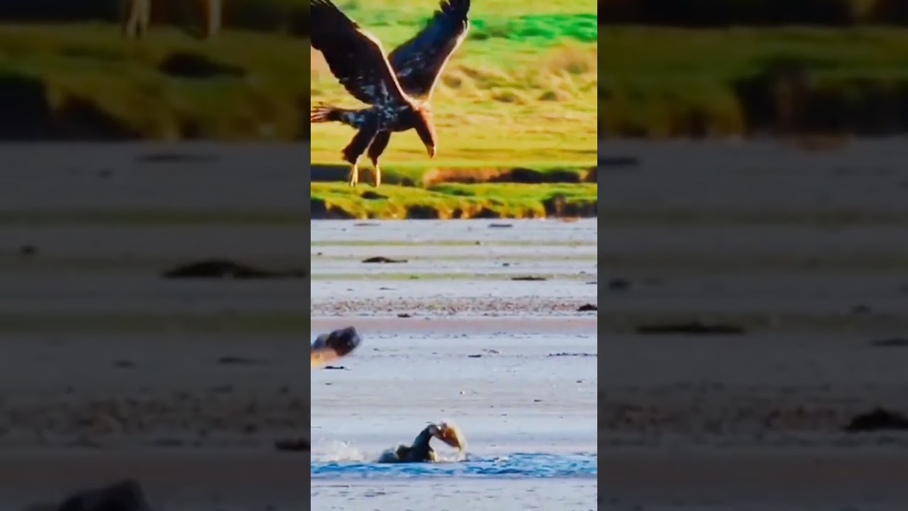 Golden eagle attack on duck #kingofsky#goldeneagle#