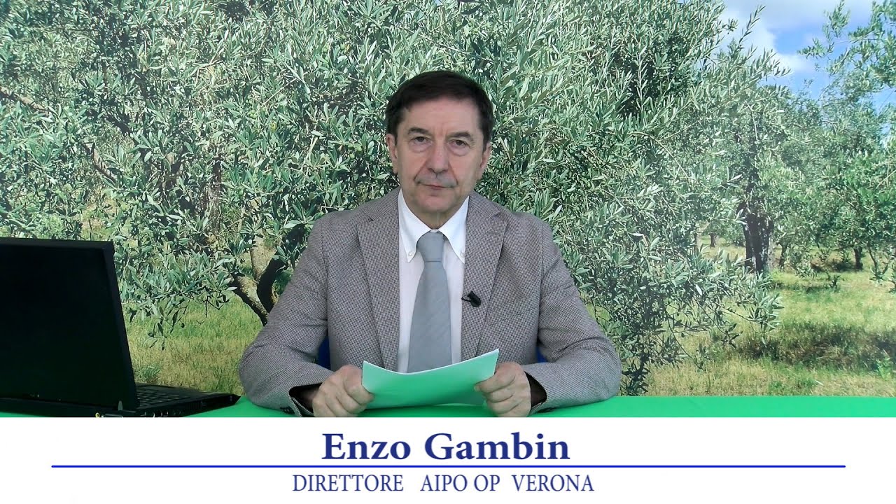 Periodico olivo 7 luglio 2023