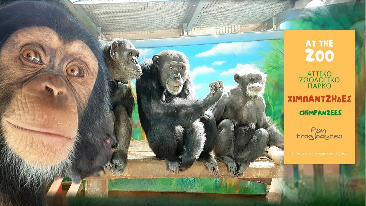 ΧΙΜΠΑΝΤΖΗΔΕΣ Αττικό Ζωολογικό Πάρκο /ep.3 ''Our Chimpanzees'' Attica Park (HD) English subtitles