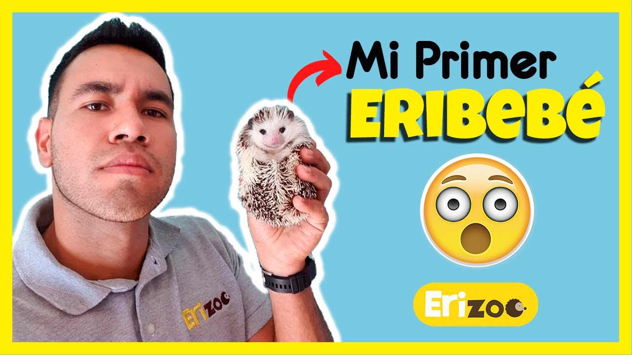 5 COSAS QUE ME HUBIERA GUSTADO SABER ANTES DE MI PRIMER ERIZO | Erizoo México | Venta de Erizos