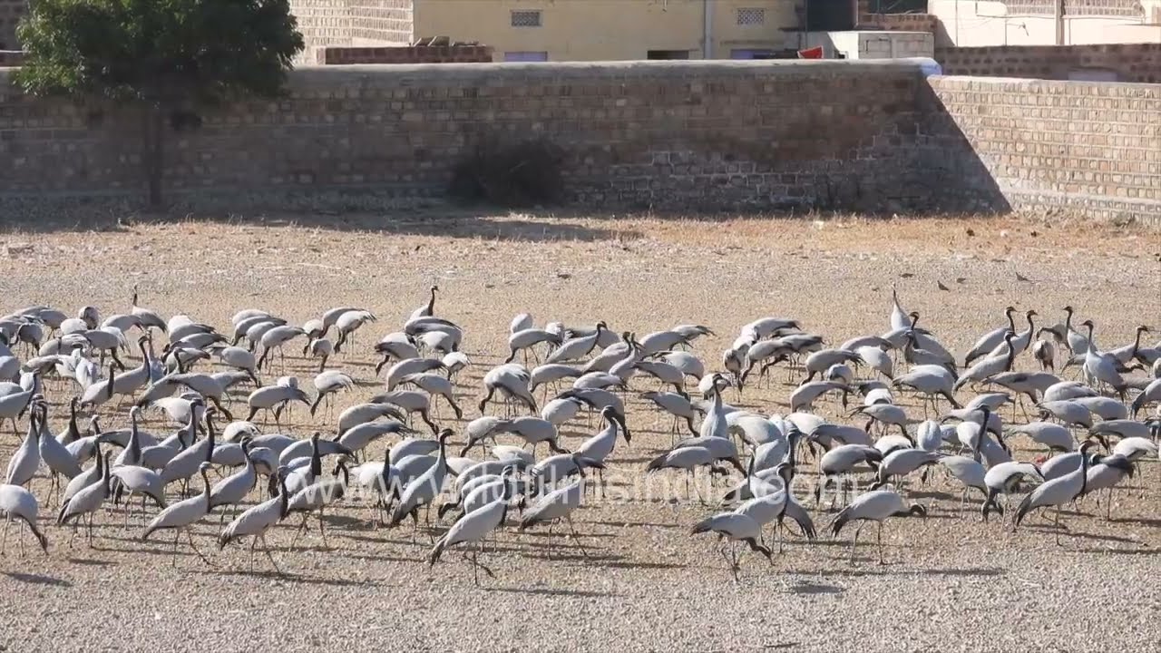 Khichan&rsquo;s skies and fields draw wintering Demoiselle Cranes from Central Asia