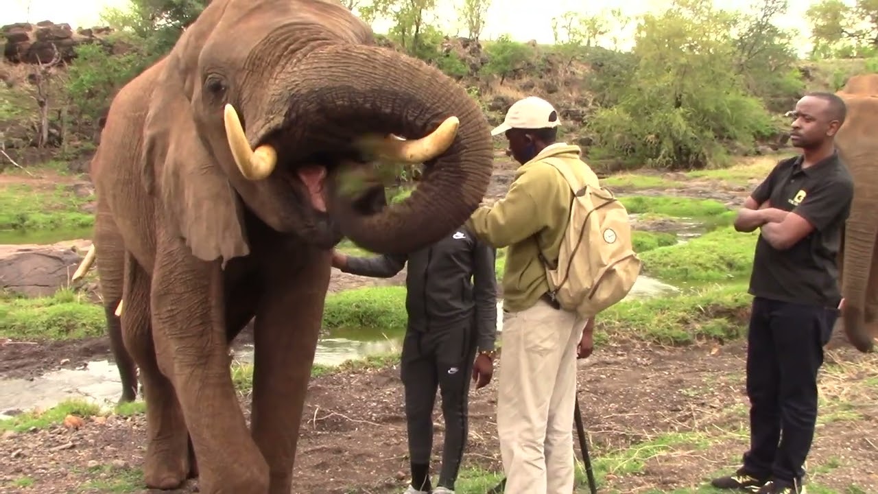 The Elephant Encounter.  Vic Falls, Zimbabwe 🇿🇼