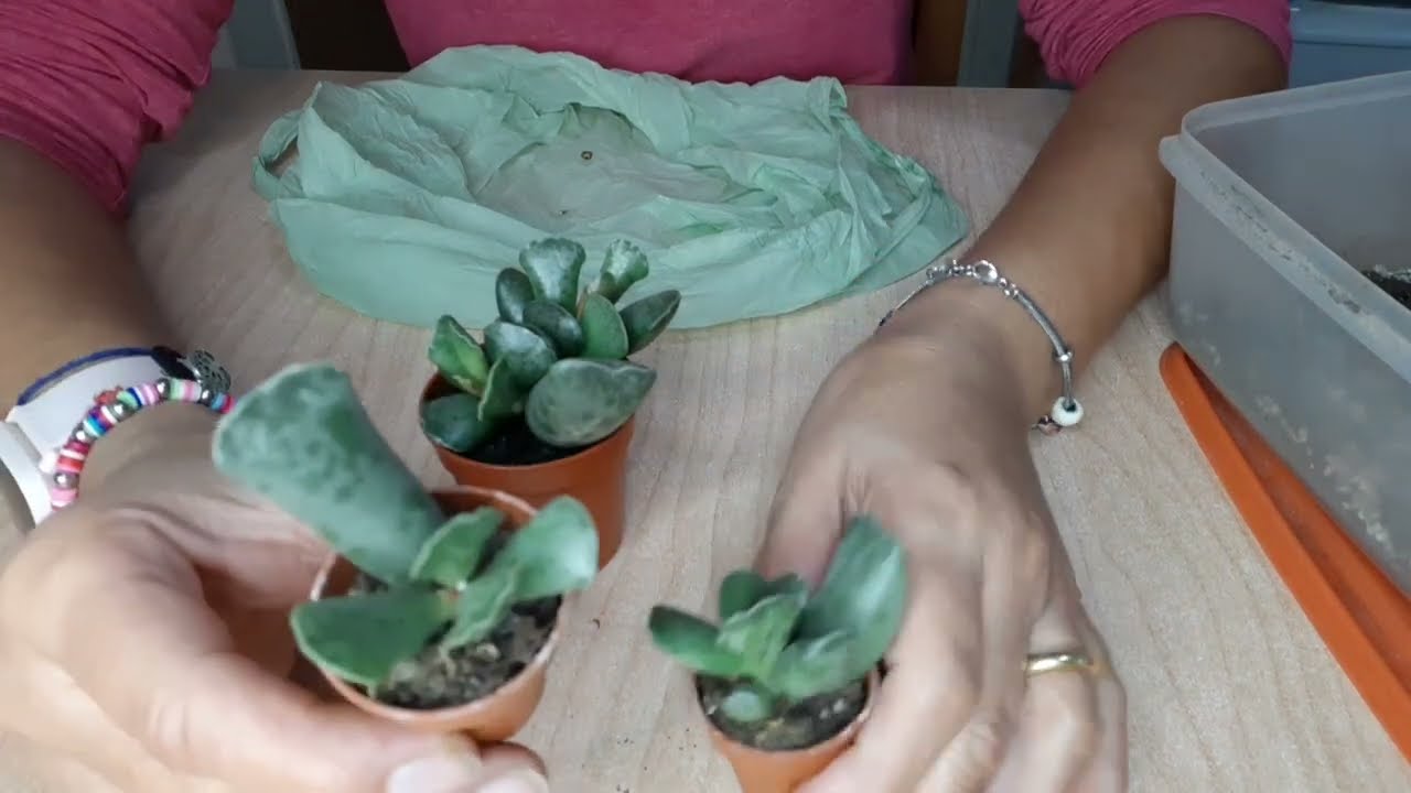 Adromischus Cooperi