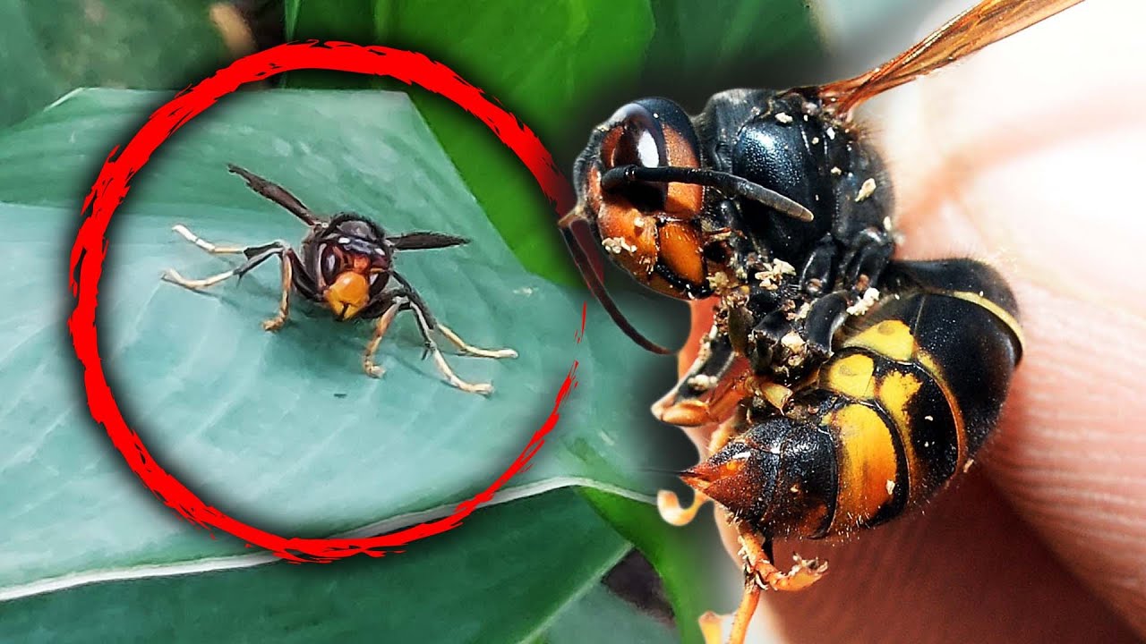 Invasive Yellow-Legged Hornets Spotted for First Time in US