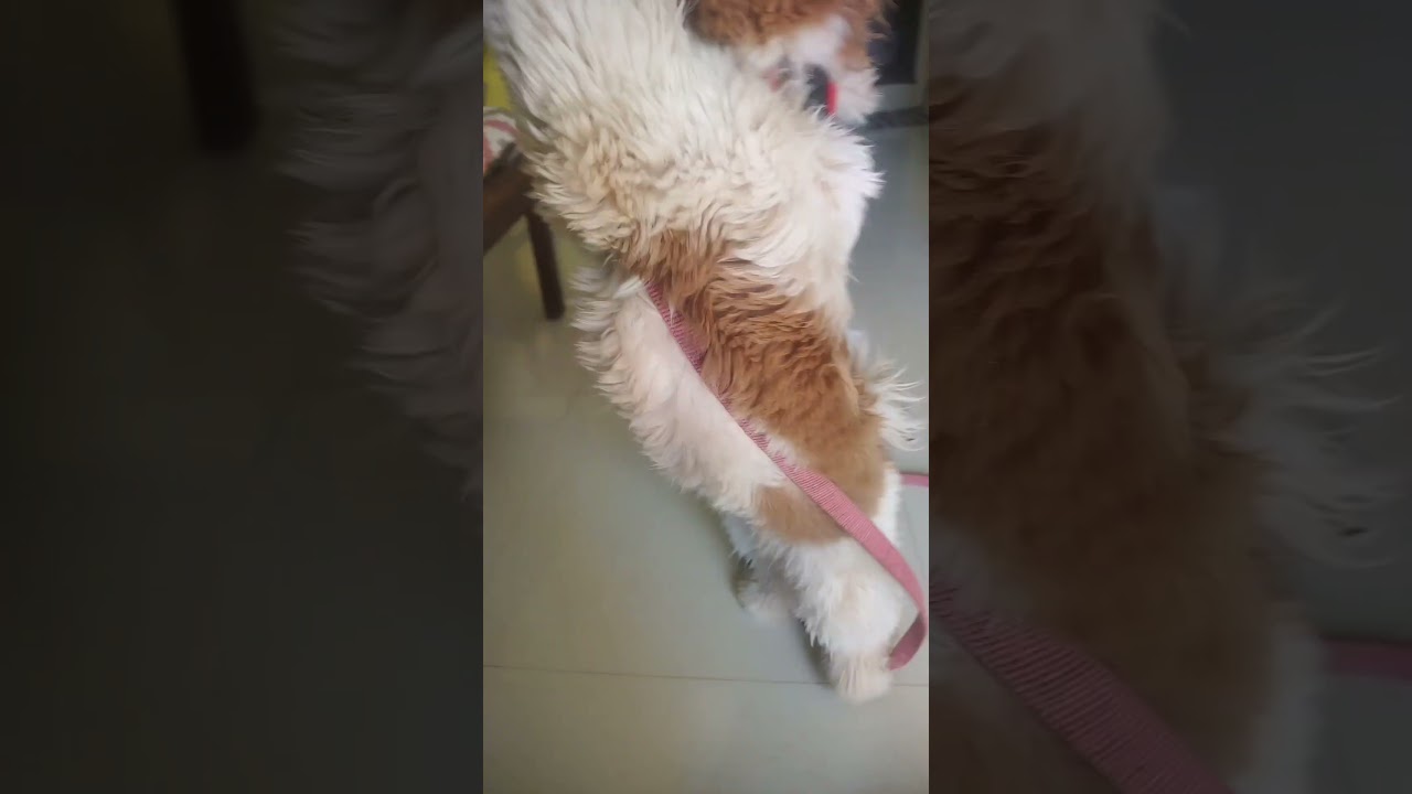 #ruggeddog #ruggedboy #shihtzu #parithabangal #harley #puppy #trendingshorts #shorts #funnyvideos