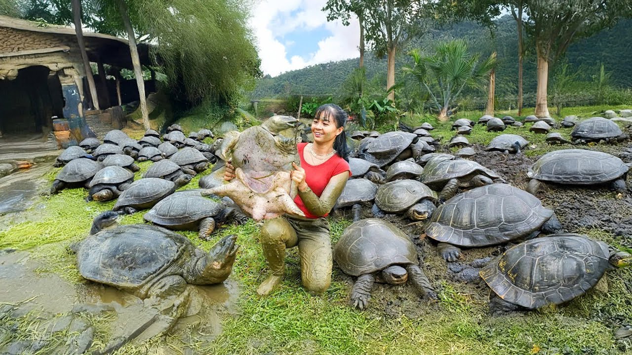 Catching 1000 Catfish and a Big Turtle in Mud Pond – 3-Wheel Truck Transports Big Turtle to Market