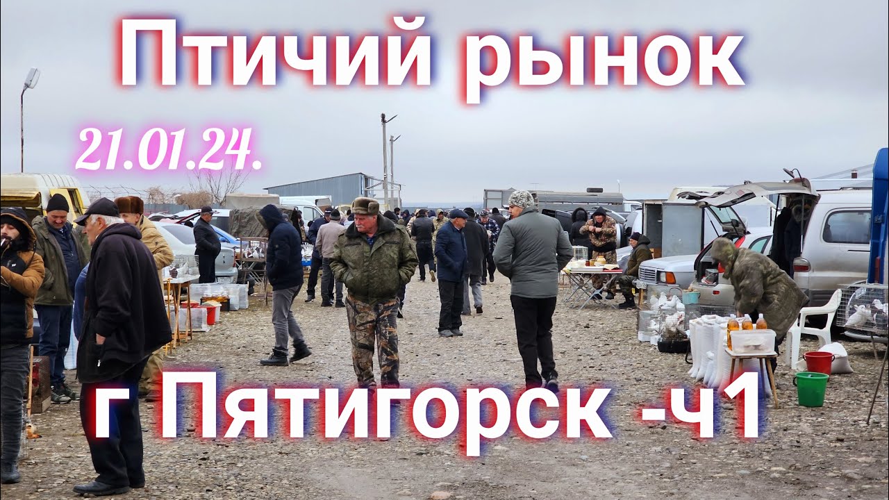 Голуби цены Птичий рынок г Пятигорск-ч1