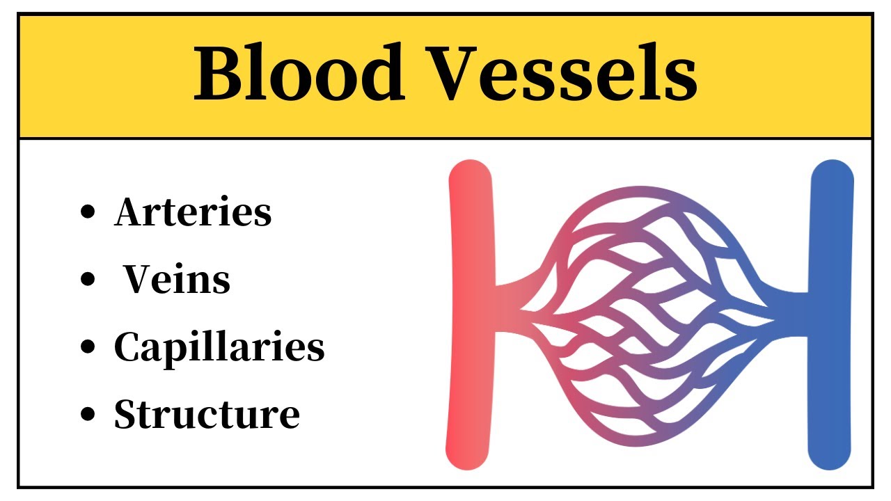 Blood Vessels Anatomy And Physiology In Urdu || Structure Of Blood Vessels And Their Functions Hindi
