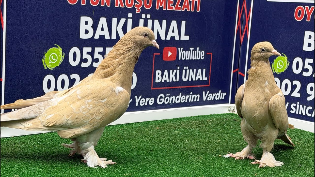 🏆❗👑 Canlı Güvercin Mezatı #Mezat BAKİ ÜNAL 🏆❗👑