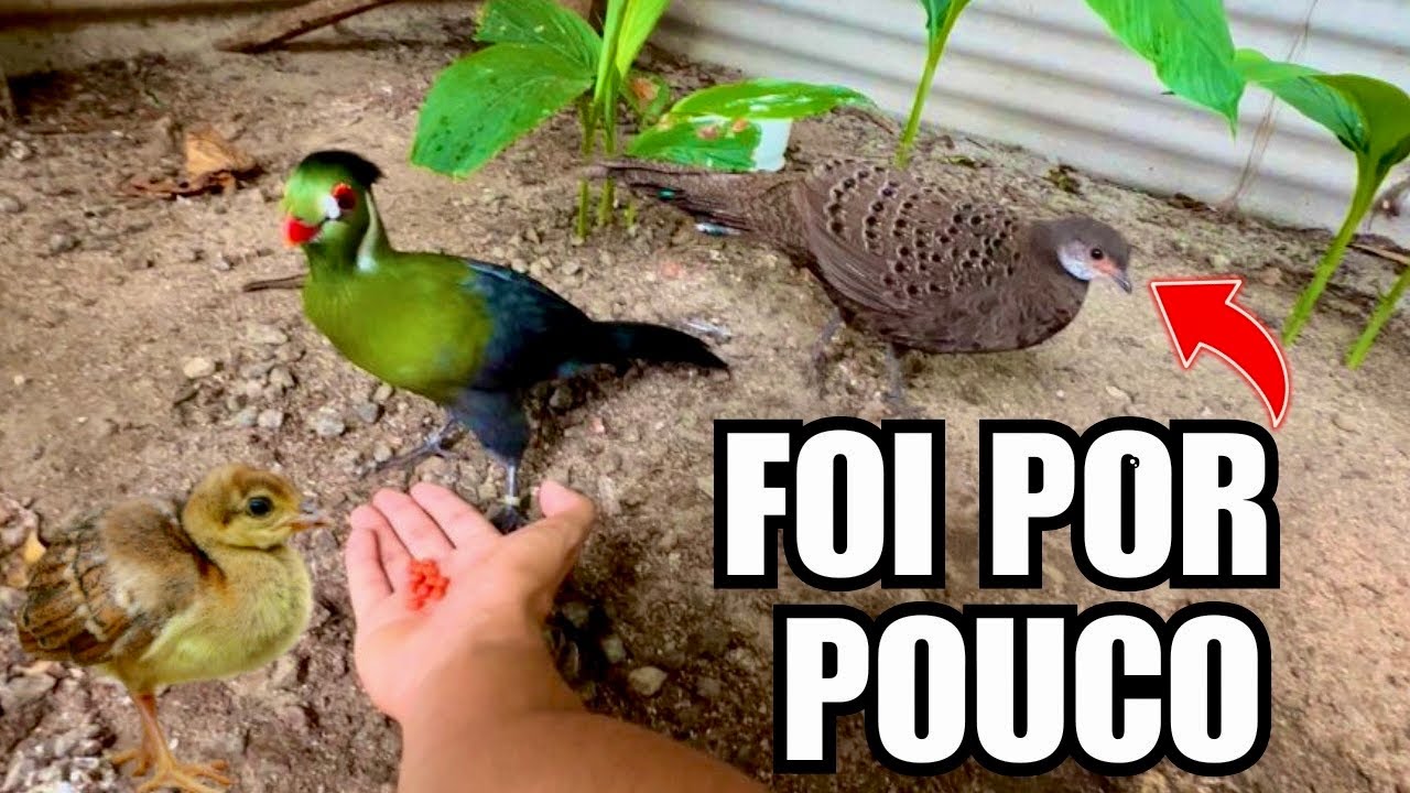 Adapta&ccedil;&atilde;o do filhote de Pav&atilde;o | Fais&atilde;o Eperonier ficando manso | Aves Recriar