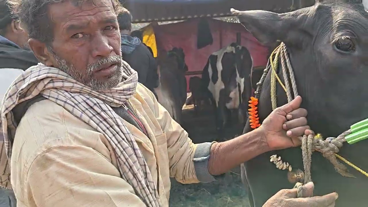 जरूआ पशु मंडी हाजीपुर वैशाली राज्य बिहार में यह मंडी रविवार के दिन लगती है 