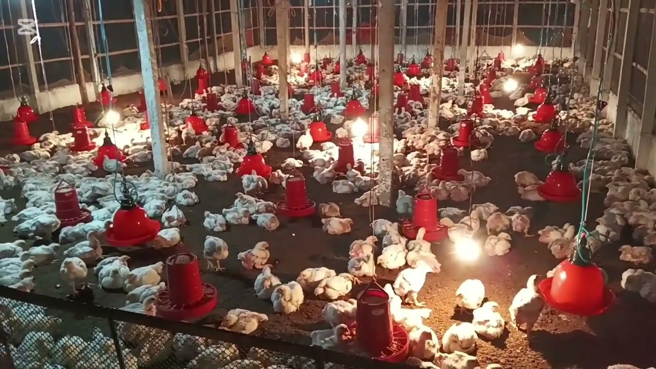 আমান রস 308 এর বাচ্চা বয়স 24 দিন এবং এই 24 দিনে আমরা যা যা করলাম