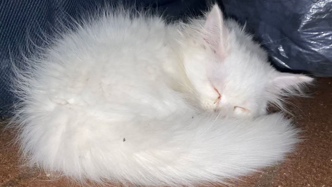 How little kitten 🐱 sleep 😴 💤 peacefully #natureasmr #kitten #funnycats