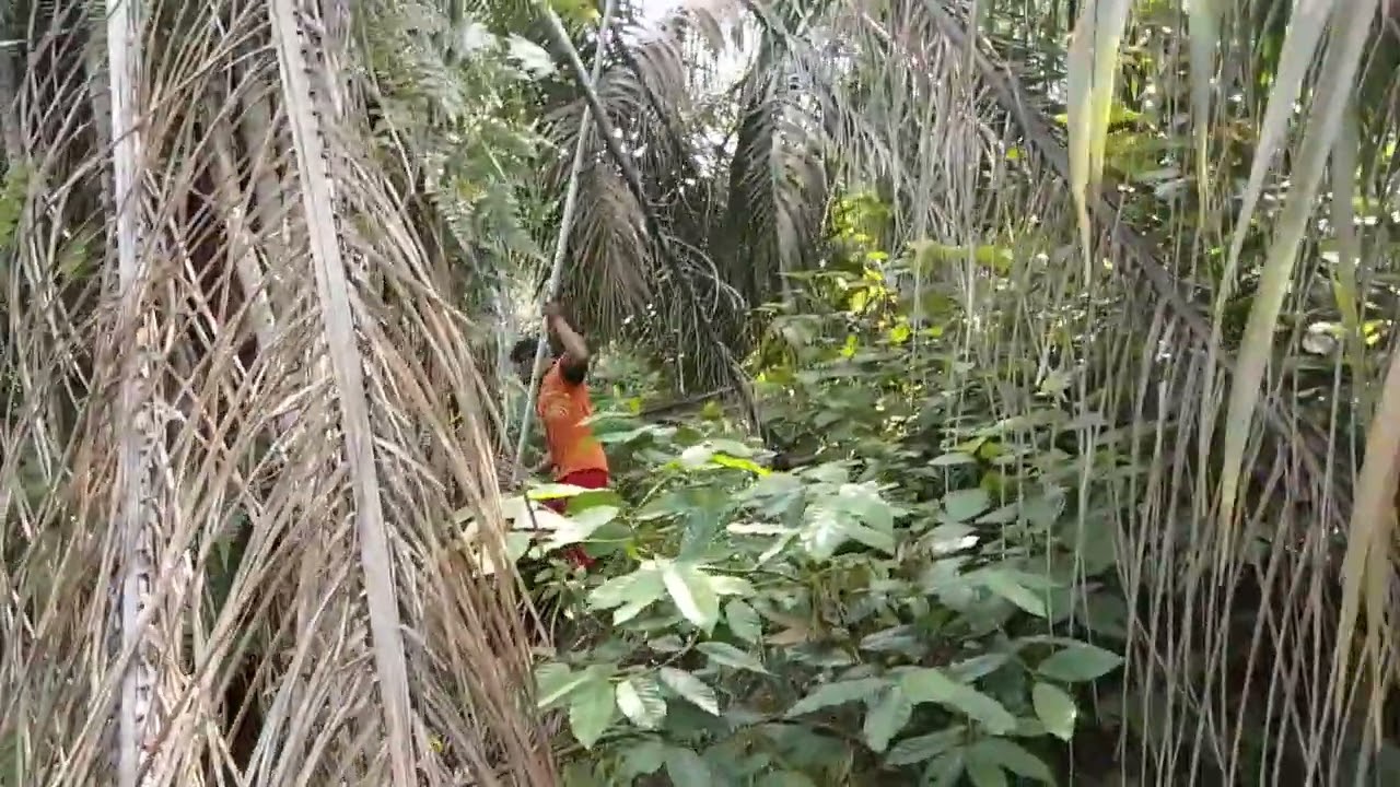 Salah satu areal perkebunan yang sangat seram