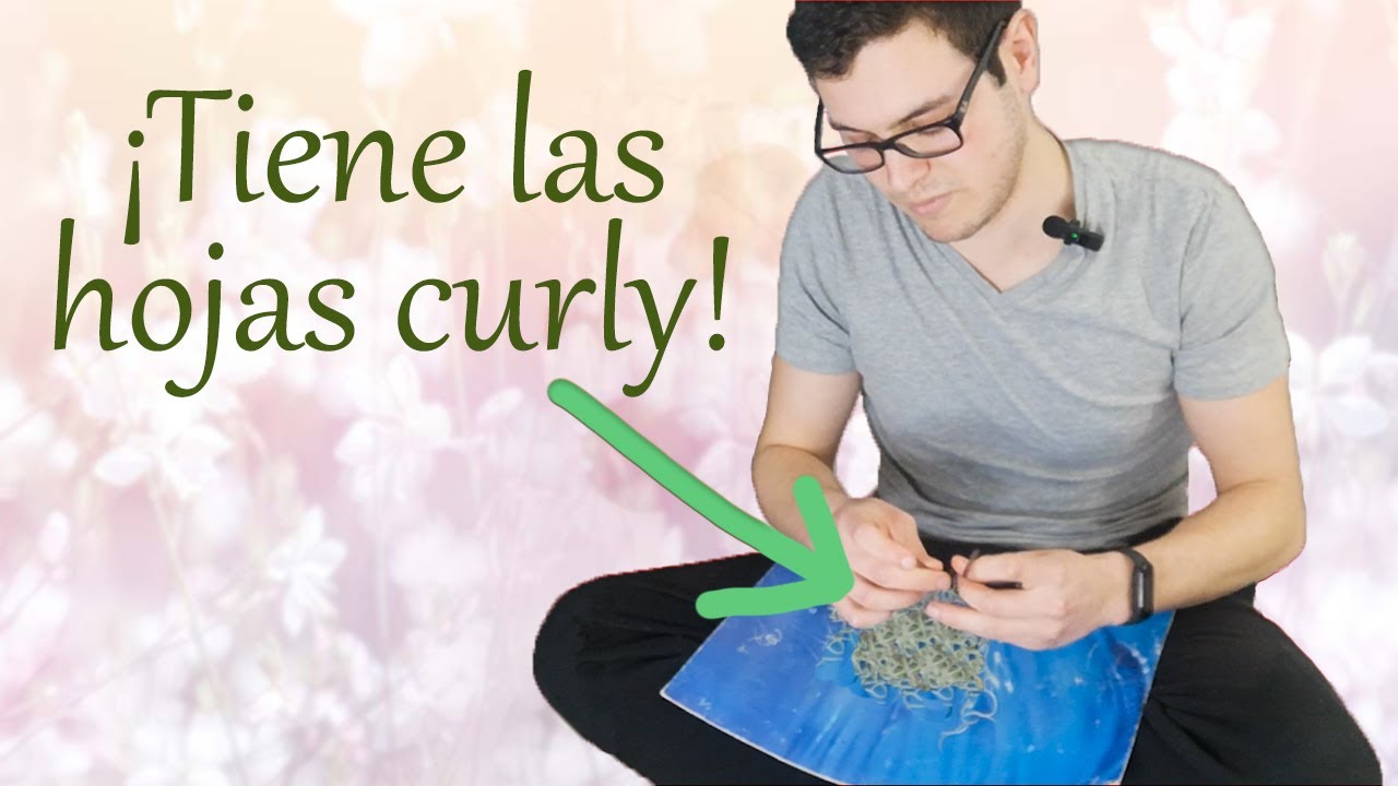 ¡Hago una COMPOSICIÓN con la nueva TILLANDSIA USNEOIDES CURLY!