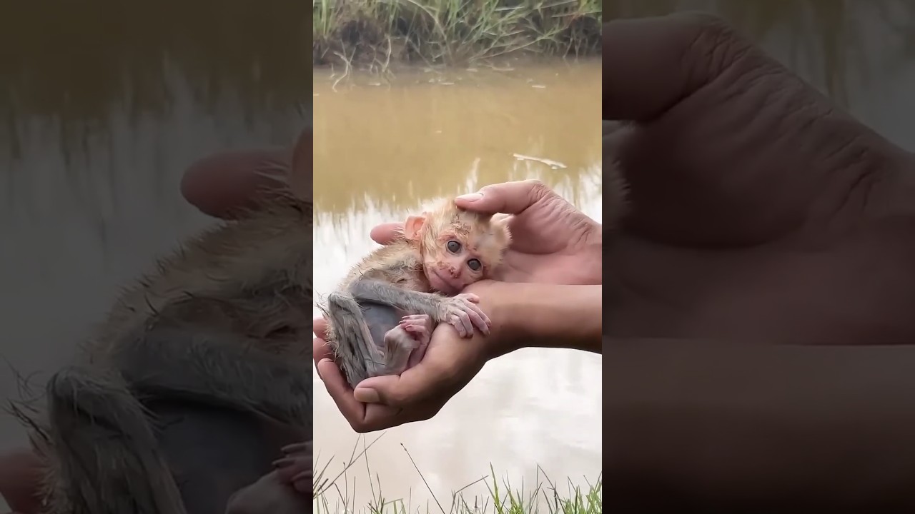 Bibi monkey was lucky enough to meet his father and take him home to take care of him