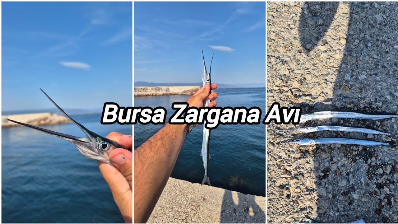 BURSA ZARGANA AVI / BALIK AVI / HARİKA BALIKLAR YAKALADIM