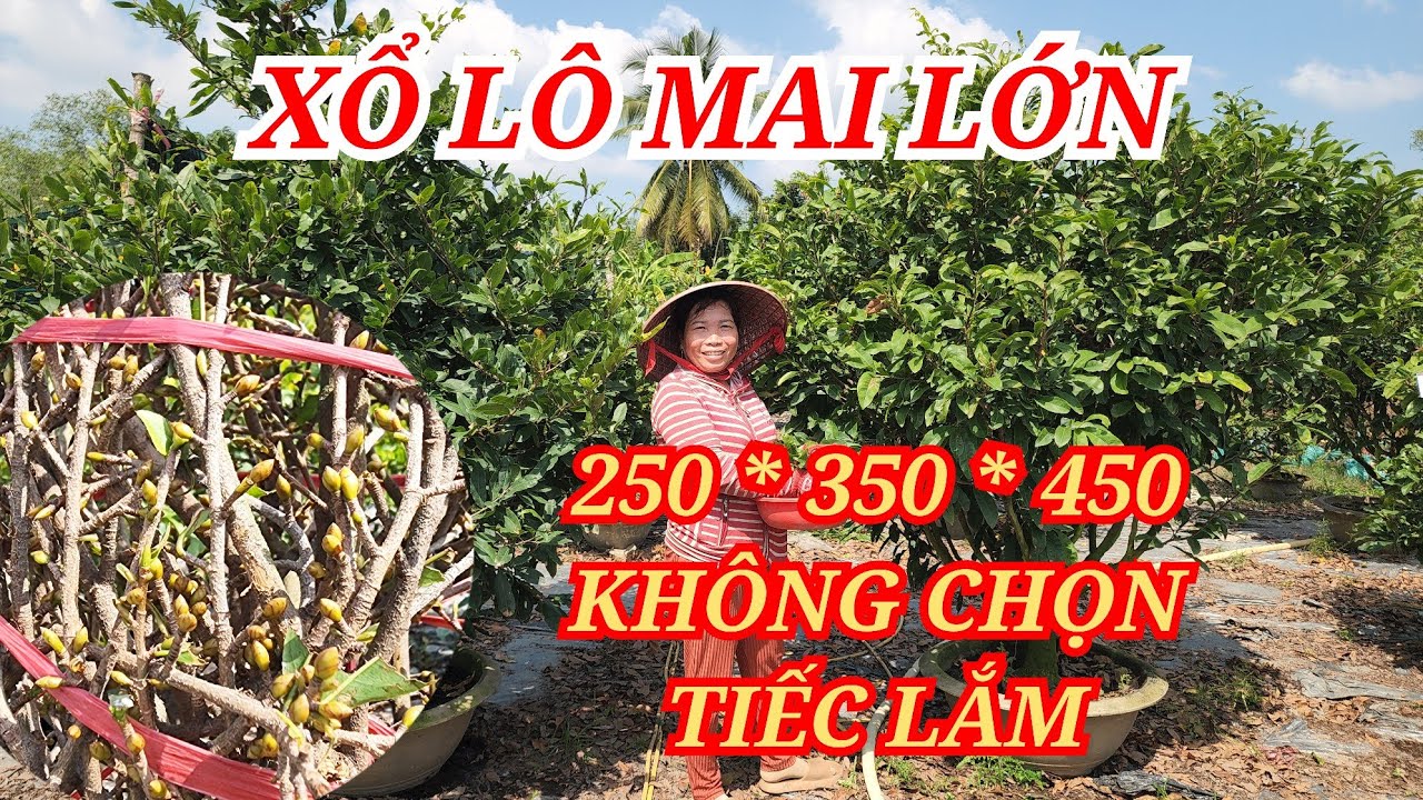 📞 XUYÊN 0347535763 MAI TÀNG CHƠI TẾT XỔ MAI LỚN KHÔNG CHỌN TIẾC LẮM BAO SHIP 21/01/2026 | BẾN TRE ƠI