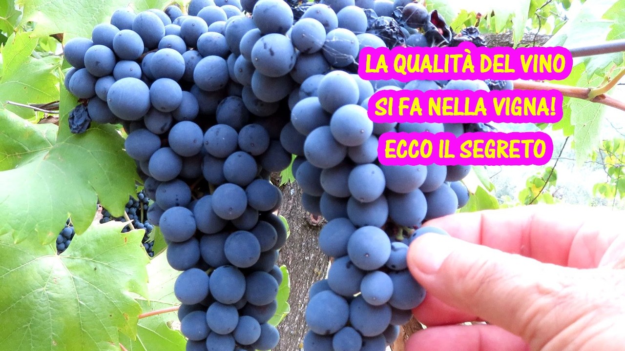 Accucciatura della vite da fare in estate. La qualità del vino si ottiene in vigneto. Vendemmia