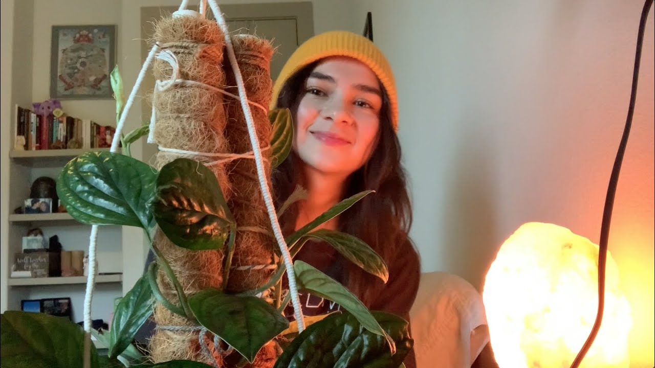 Cuidados de la Monstera Peru. #monstera