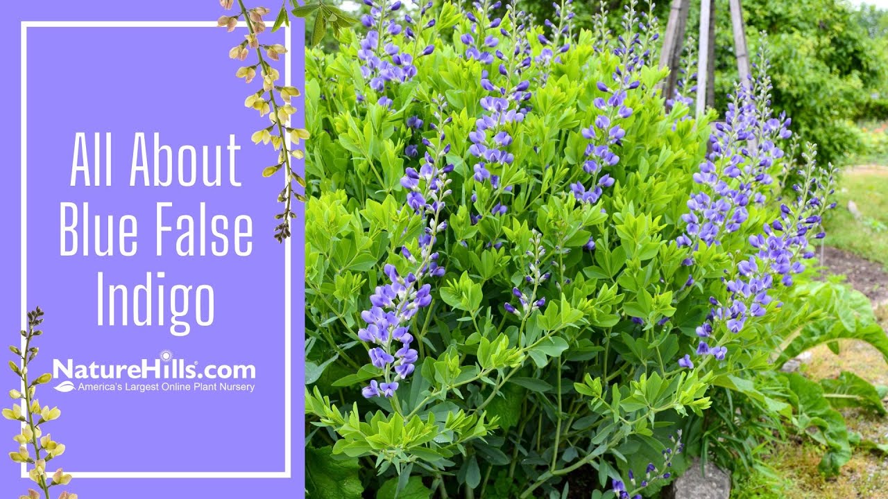 All About Blue False Indigo | NatureHills.com